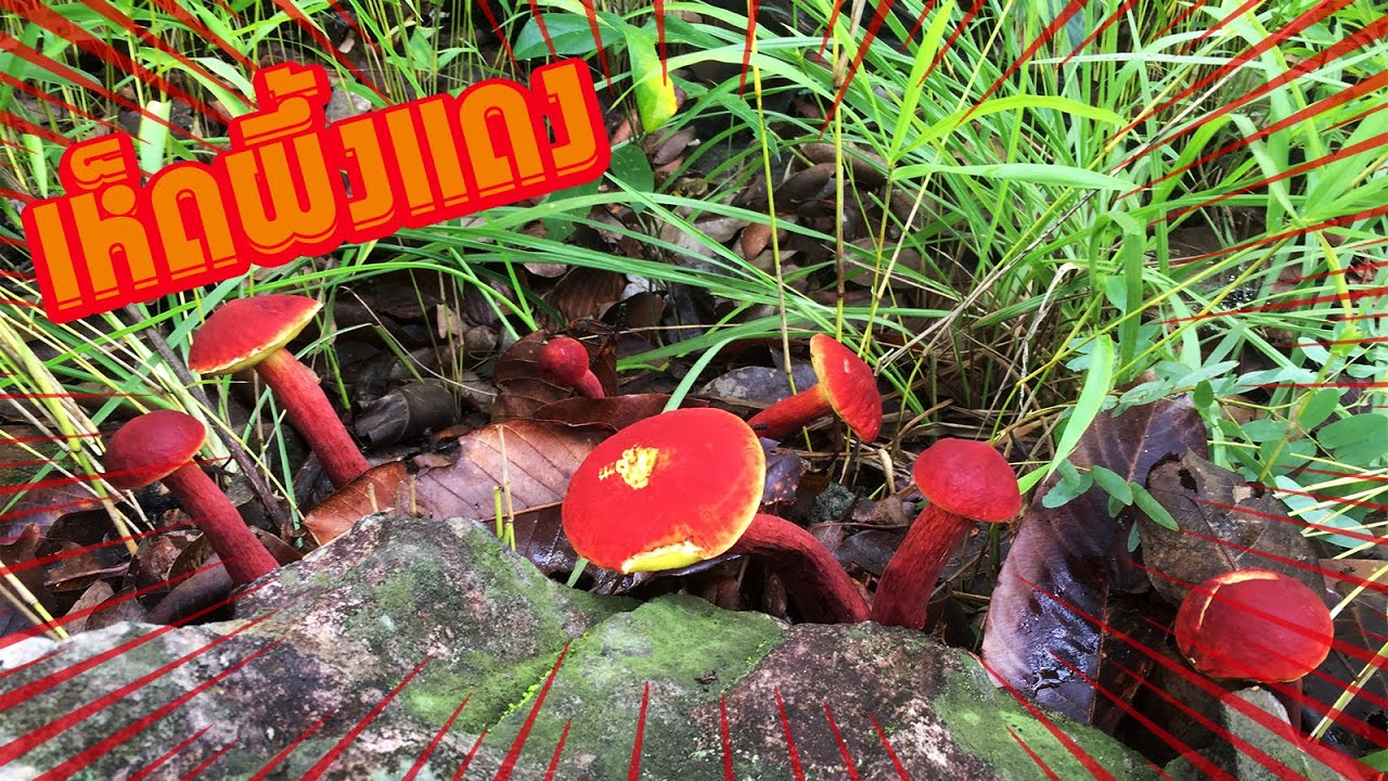 EP.2เก็บเห็ดผึ้งแดง เห็ดผึ้งหางนกยูง เห็ดผึ้งชาติ (เจอแต่ดงเห็ด)
