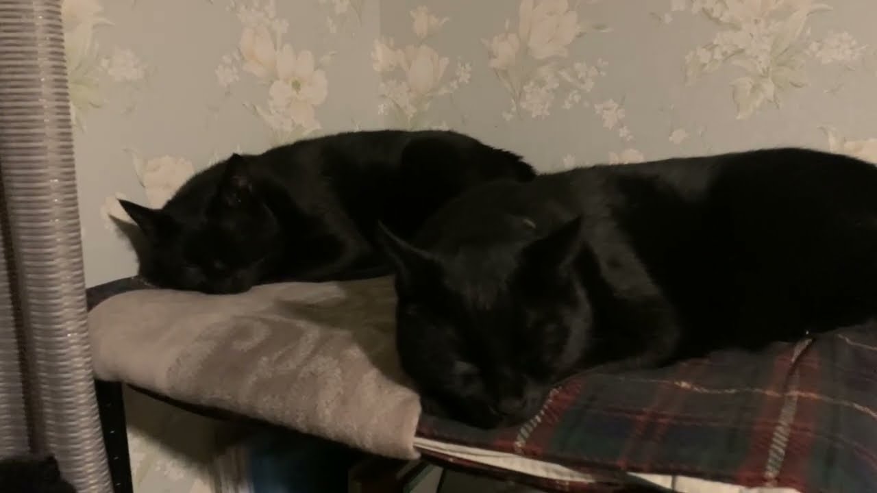 仲良く並ぶ休息中の黒猫ズ
