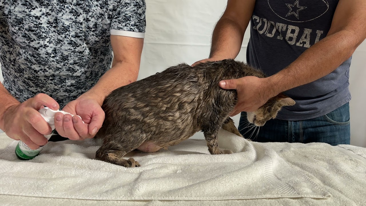 How to Give Your Cat a Dry Bath