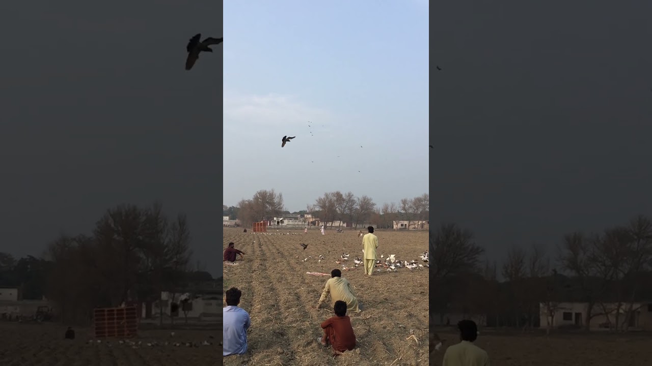 Mogla Kabootar Kaisy Trained Kren #short