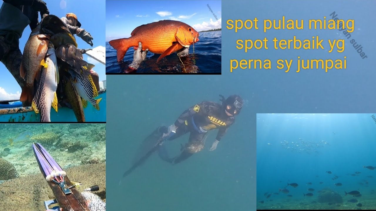 berburu ikan di pulau miang sambil nginap di villa