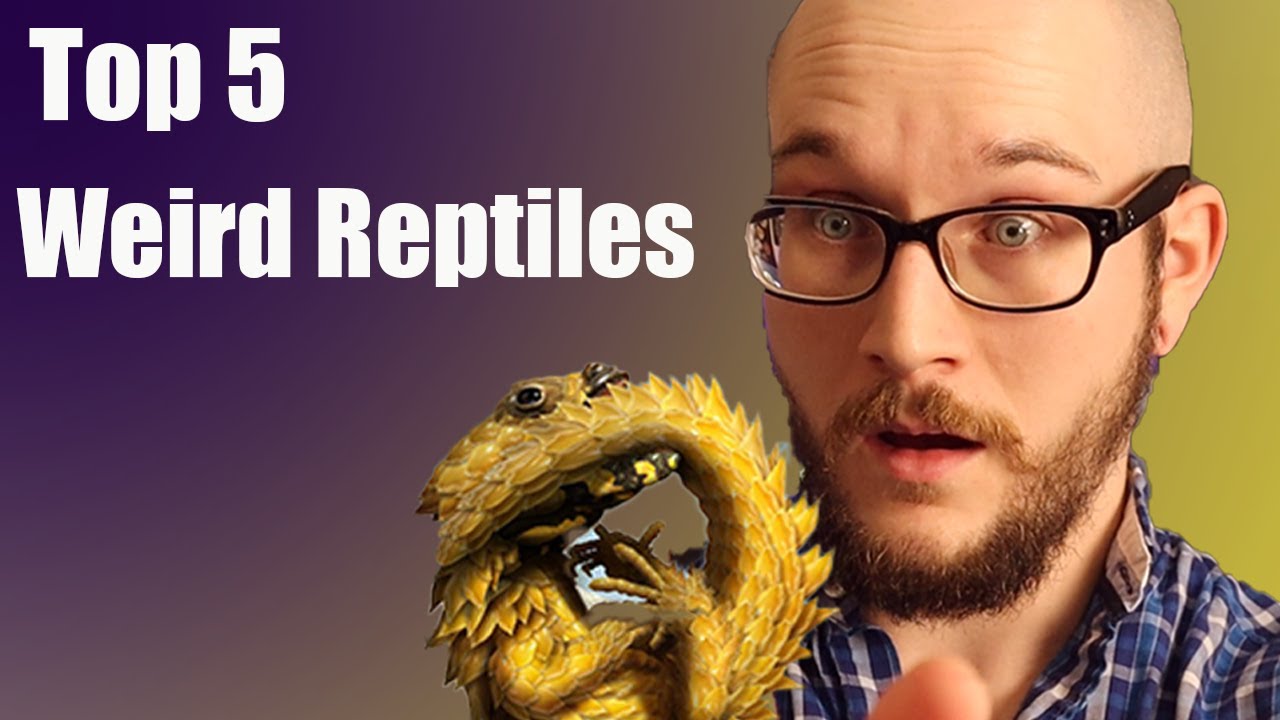 Top 5 Weirdest Reptiles In The World