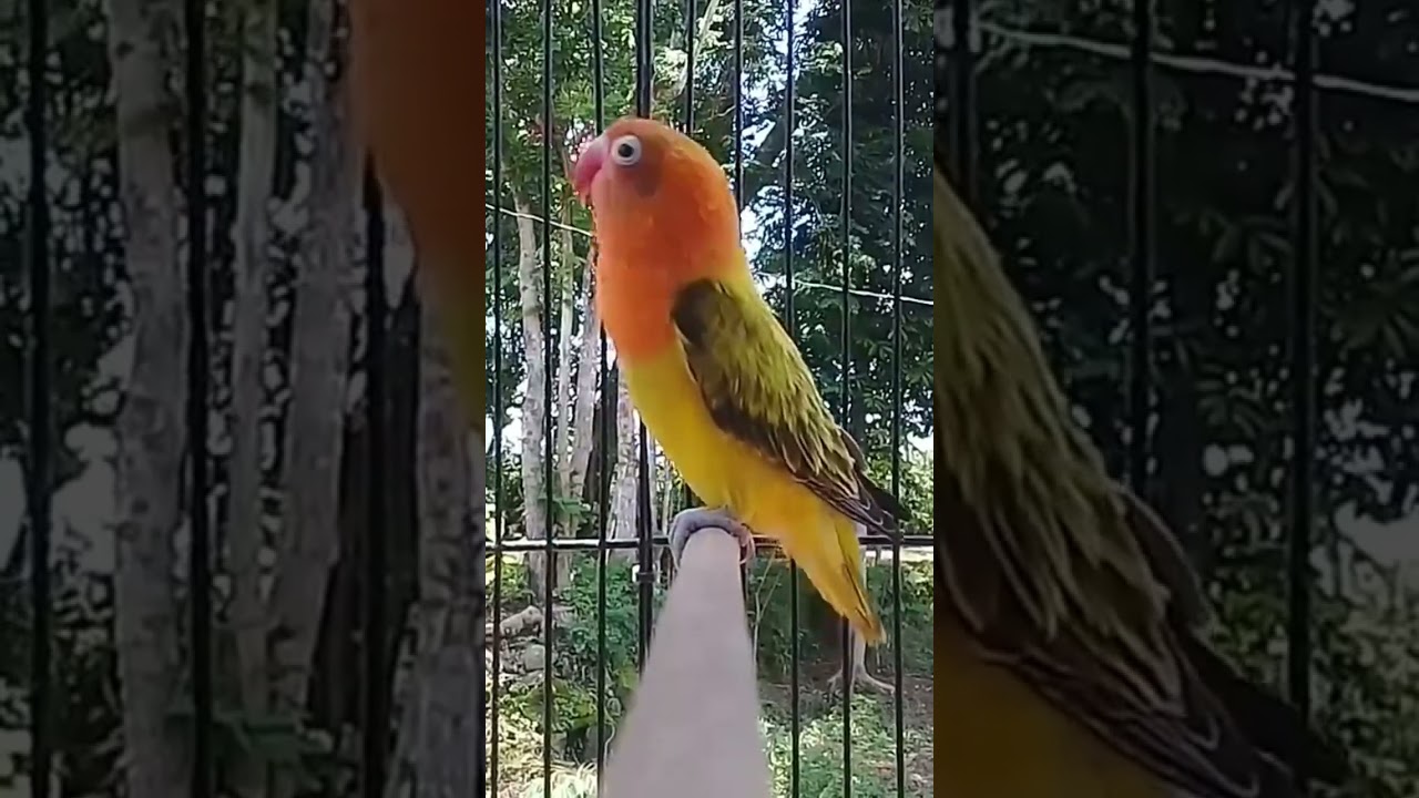love bird balibu gacor prospek #lovebird #lovebirdmania #lovebirdngekekpanjang #lovebirdgacor