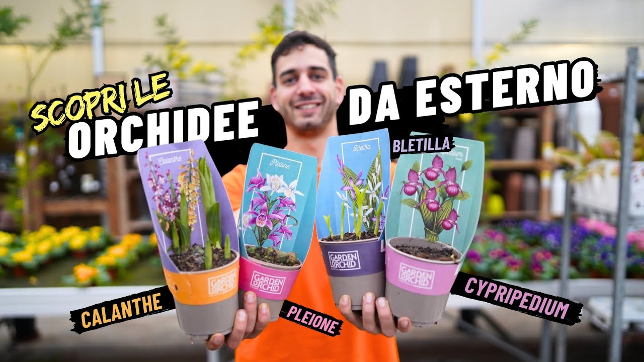 Scopri 4 Orchidee da Esterno Stupende e Come si Curano: Bletilla, Calanthe, Pleione e Cypripedium
