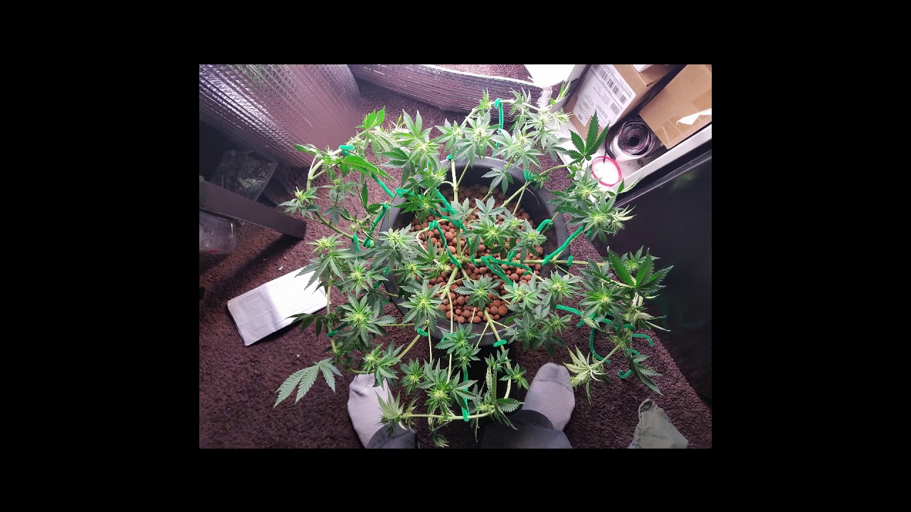 Micro Grow Test Grow Journal