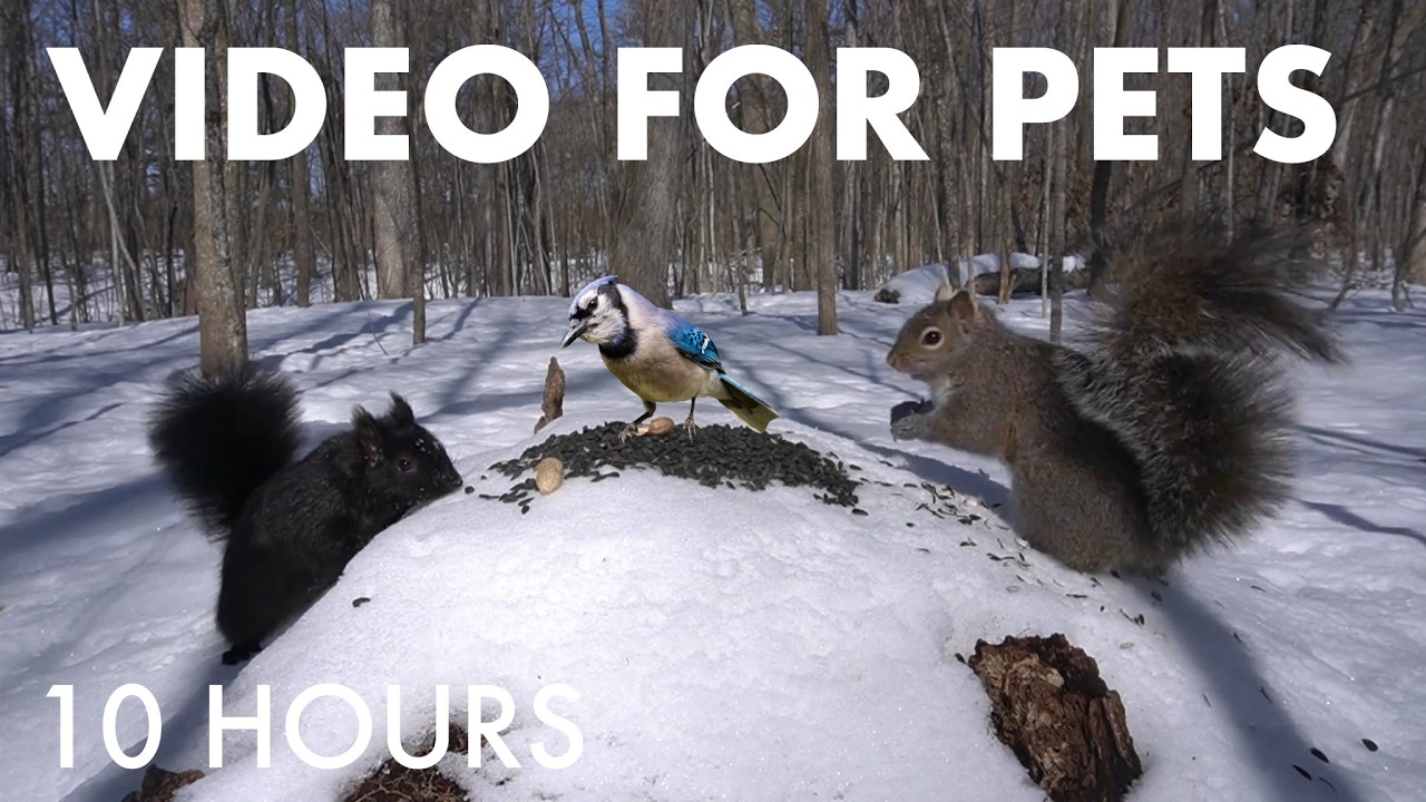 Cat TV for Pets to Watch 🐱 - Birds, Squirrels and Forest Friends in the Snow - Mar 16, 2026
