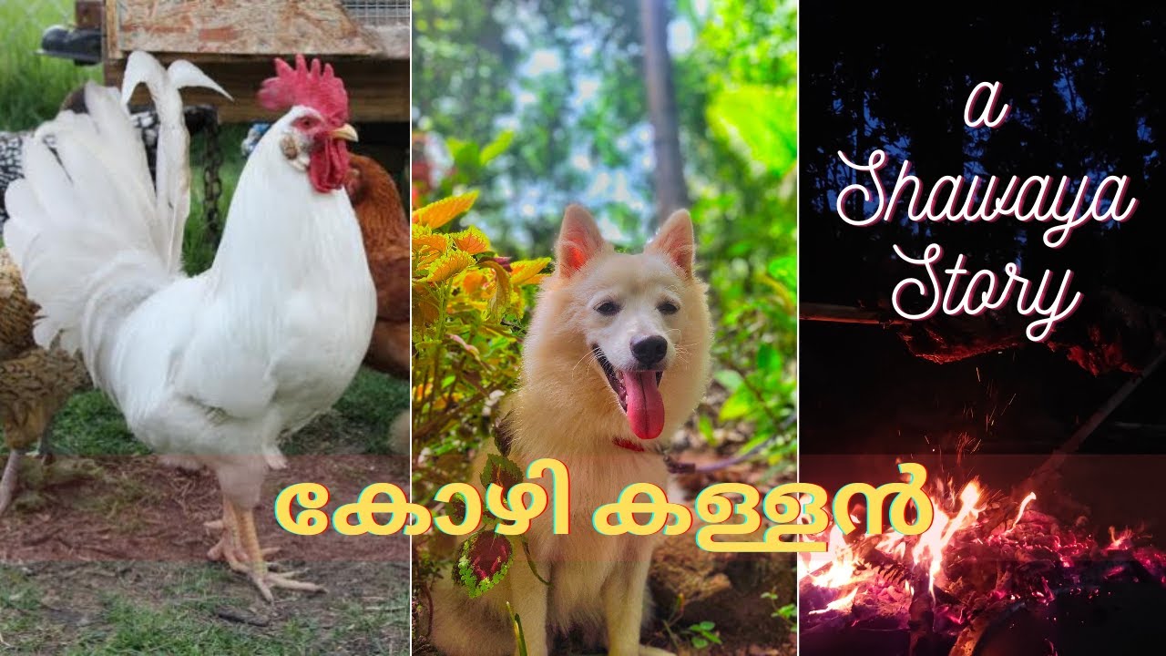 കോഴിക്കള്ളൻ നിക്കി | a Shawaya Story | ഒരു ഷവായ ഉണ്ടാക്കിയ കഥ !