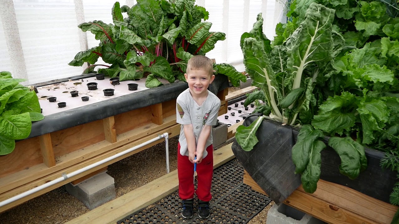 I Finally Found Out How To Treat Spider Mites In My Greenhouse