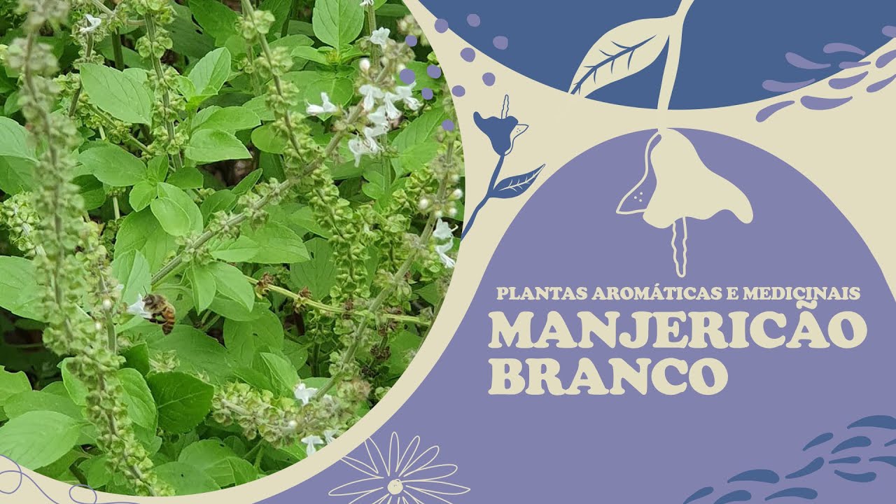 Manjeric&atilde;o Branco - S&eacute;rie Plantas Arom&aacute;ticas e Medicinais
