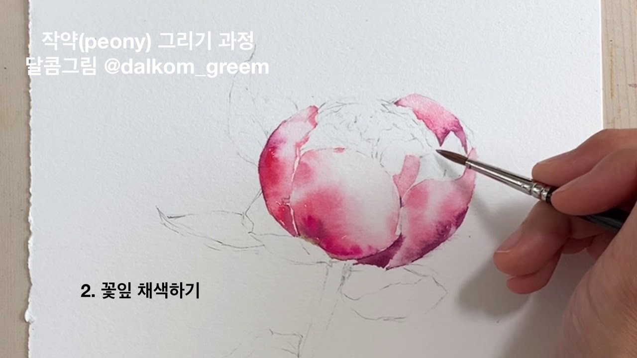 작약 수채화 그리기 (달콤그림)  part2