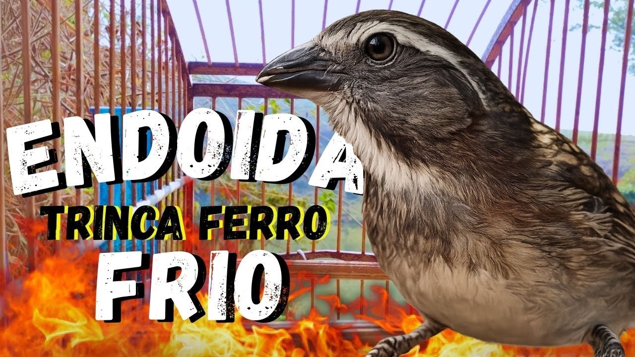 Esquentar Trinca-ferro 🟢Esse vai ABRIR o CANTO do seu TRINCA-FERRO ao MÁXIMO! Trinca-Ferro Cantando🟢