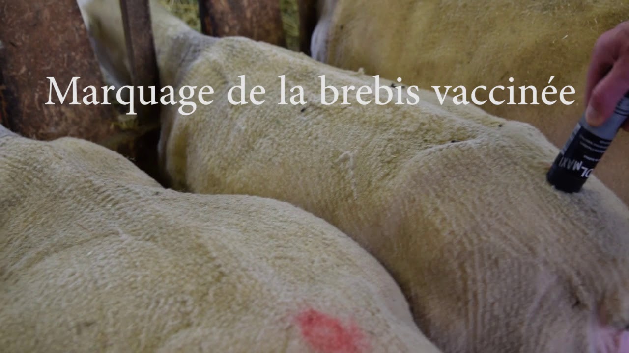 Vaccination Brebis Vidéo Pédagogique et non commerciale