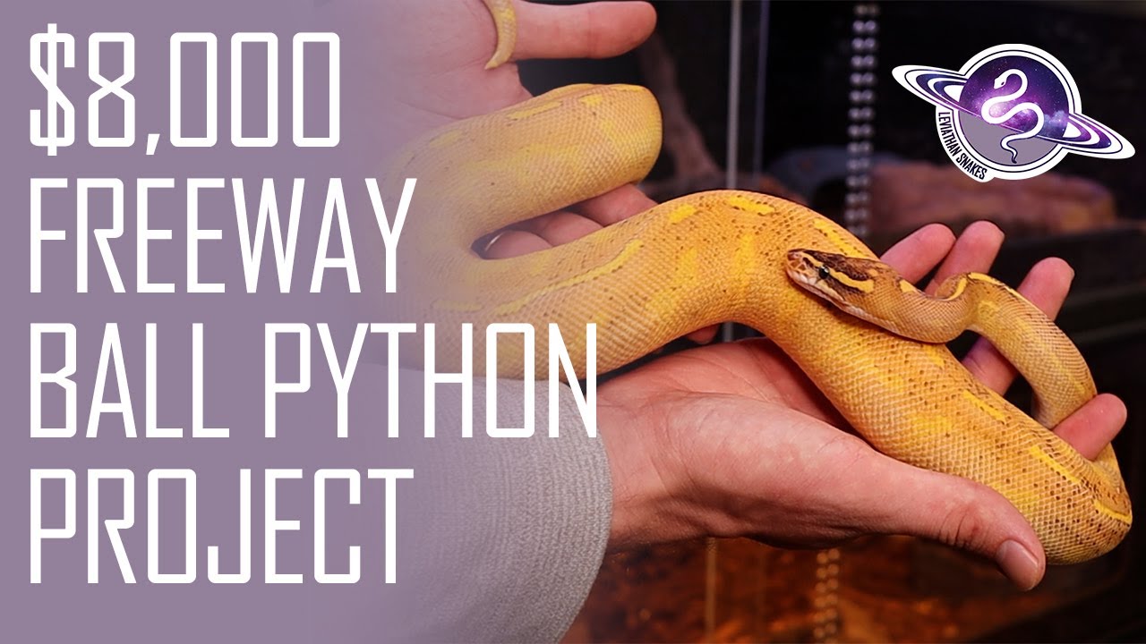 $8K Freeway Ball Python Project