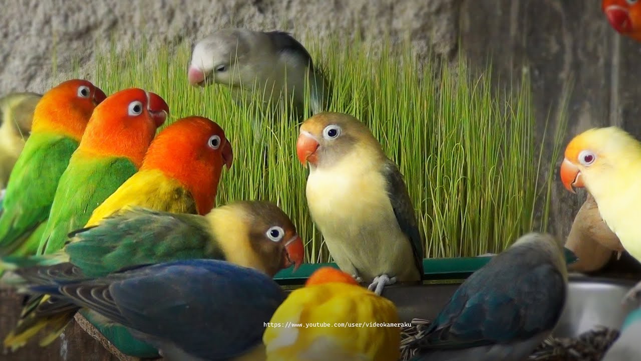 Lovebirds and Paddy Grass