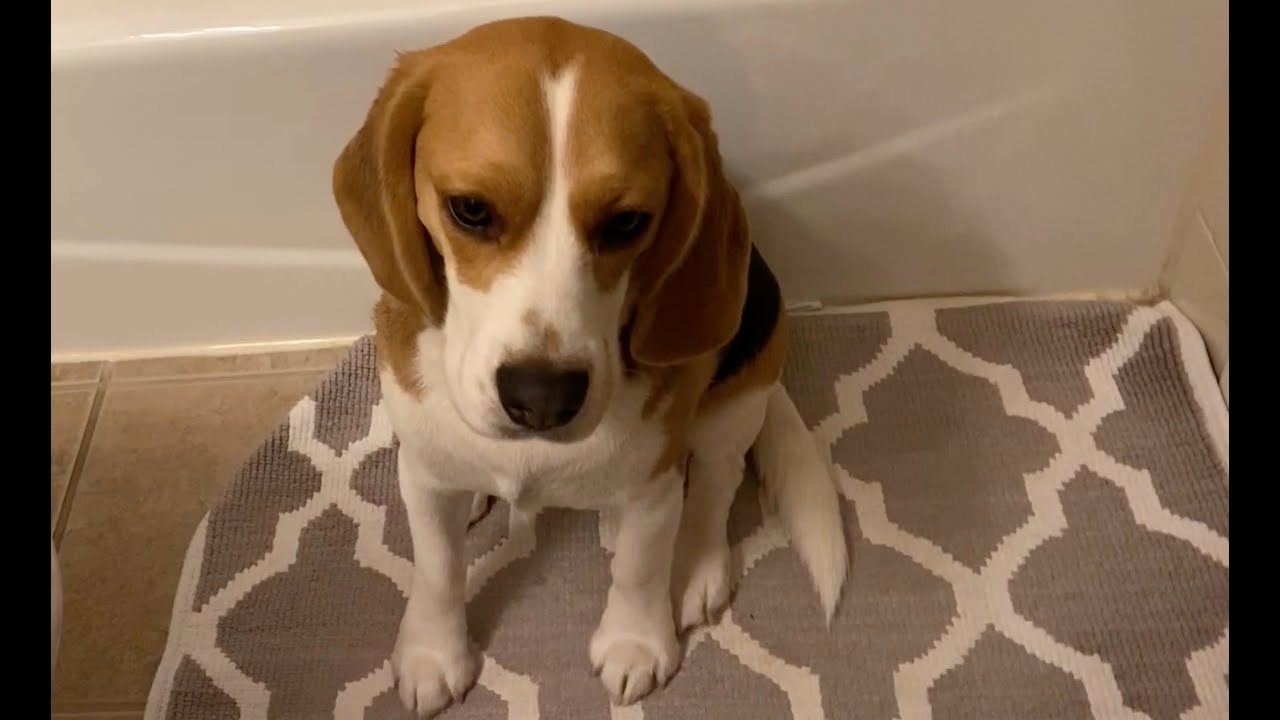 Cute beagle doesn't want to take a bath