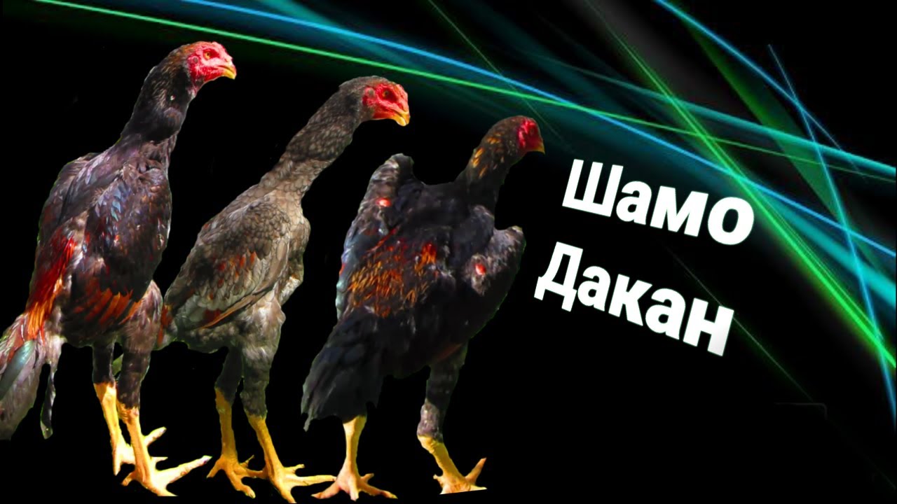 о шамо в возрасте 5 месяца. японские и европейские линии