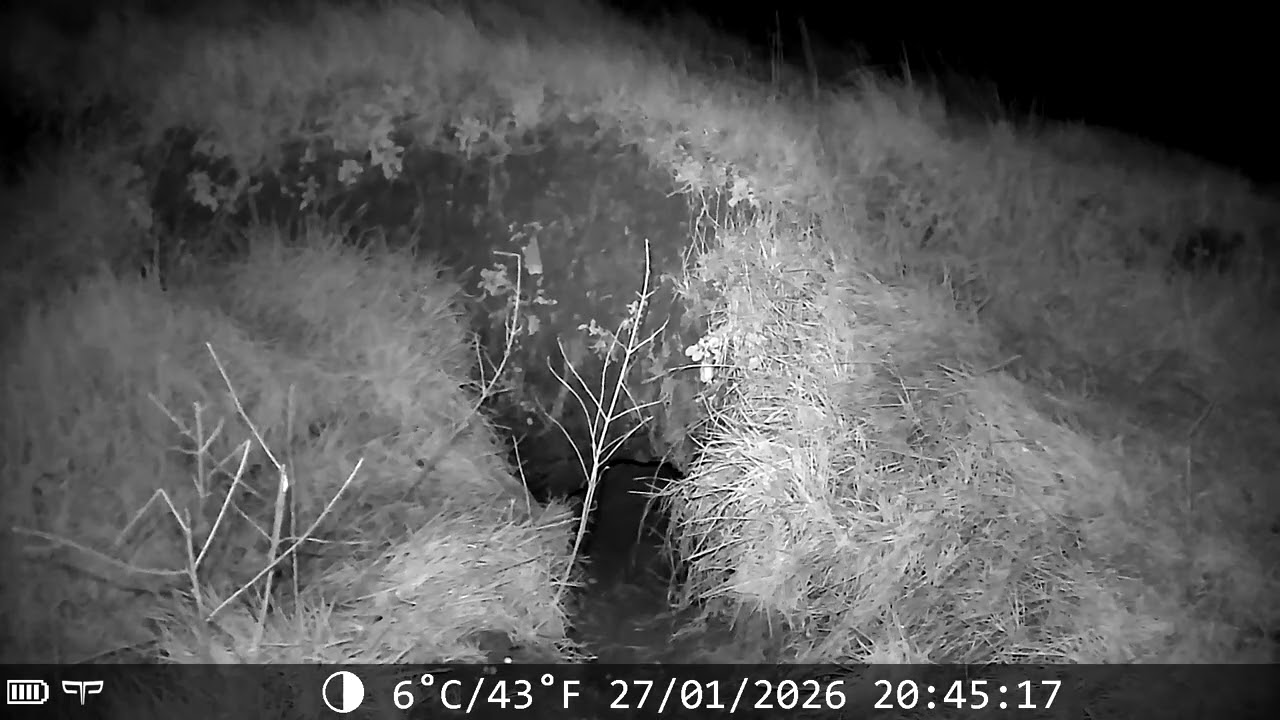 Winter nights at the badger sett with foxy