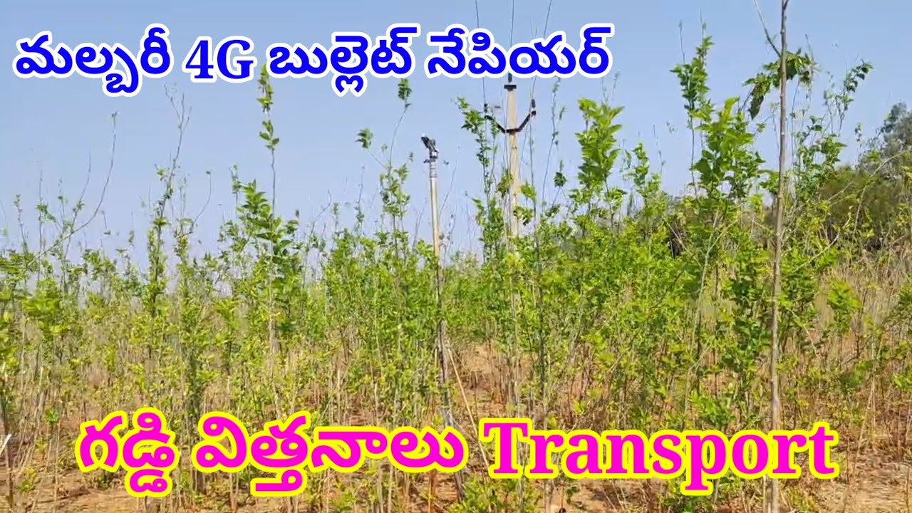 4G Bullet nepiar Malbari stick 79 93 5935 61 Grass గడ్డి విత్తనాలు Transport