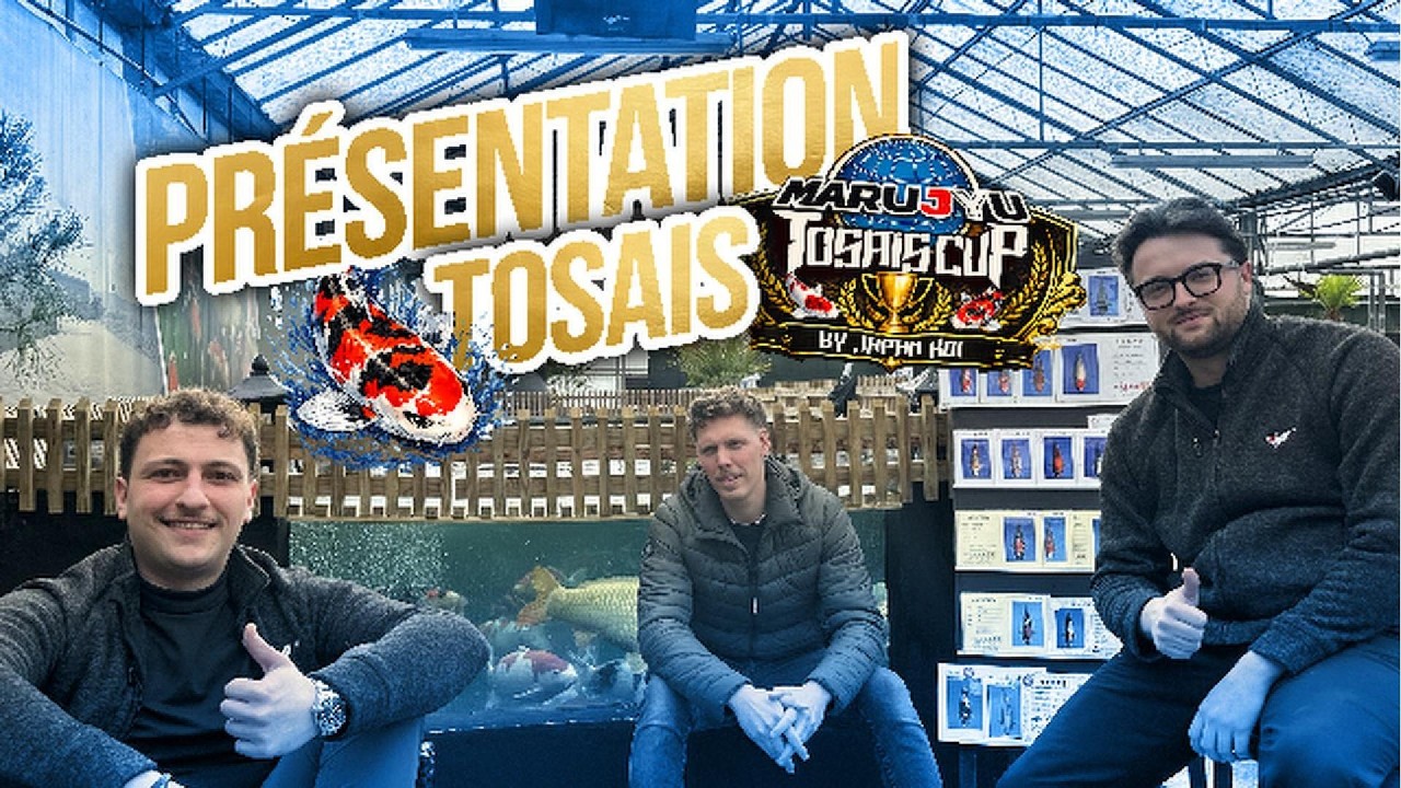 Présentation des koïs de la MARUJYU TOSAIS CUP 🐟🏆🎌