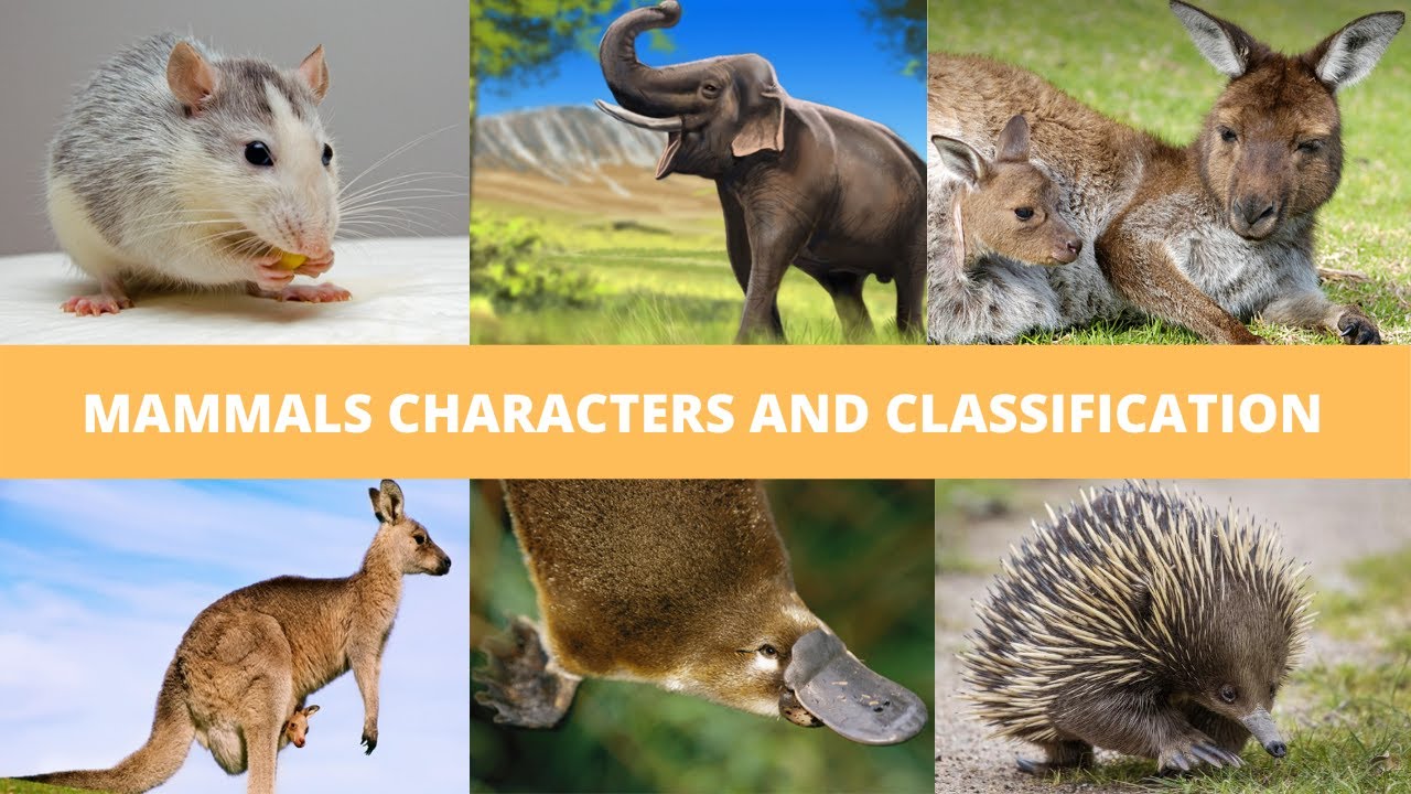 Animal Kingdom- Mammalia Characters and Classification