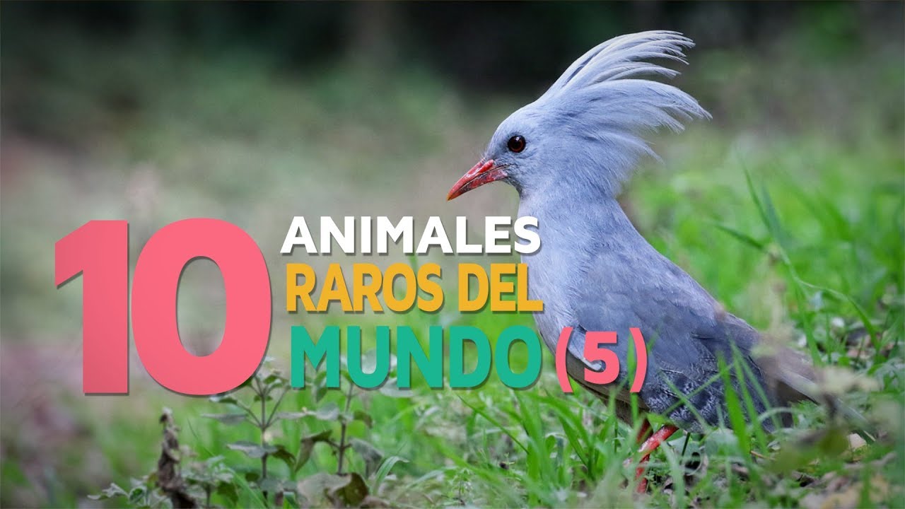 10 Animales raros del mundo | Fascinantes y curiosos 5 🐝