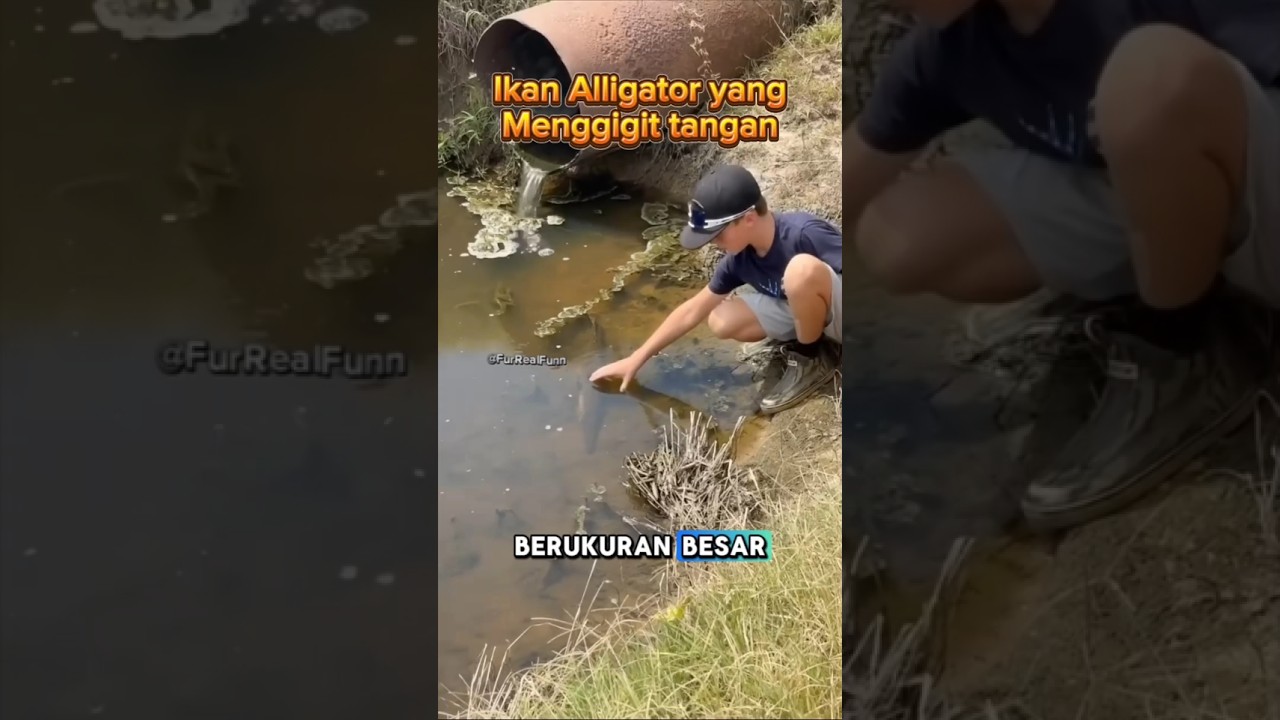 Ikan Alligator Yang Ganas😱❓ #animals #aligator #ikan