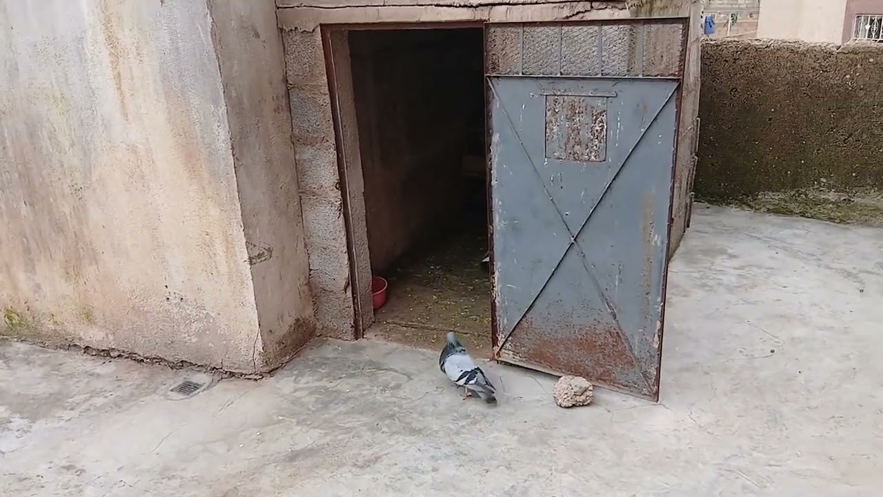 تولعة مسائية في الحمام المتواضع 🕊🙏