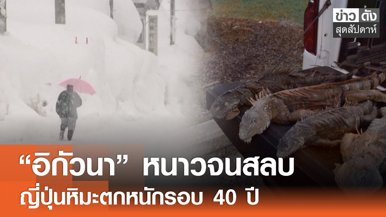 “อิกัวนา” หนาวจนสลบ - ญี่ปุ่นหิมะตกหนักรอบ 40 ปี | ข่าวดังสุดสัปดาห์ 07-02-2569