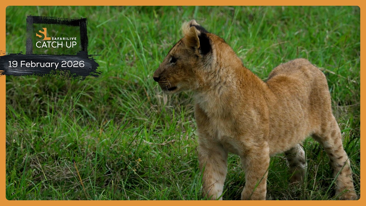 Leopards, lions, and serval - SafariLIVE Catch Up, 19 February 2026