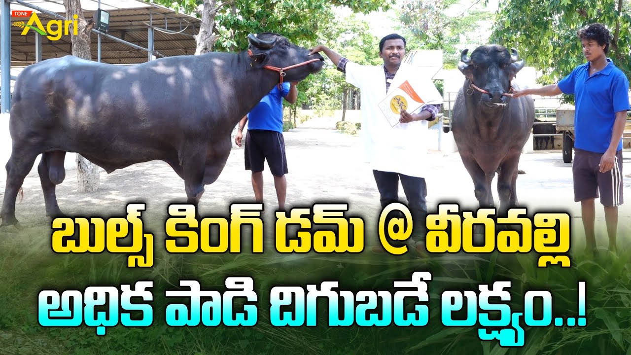 Abhimanyu Bull, Parishith Bull, Dhrona Bull | ABC Semen Bank | బుల్స్ కింగ్ డమ్ @ వీరవల్లి Tone Agri