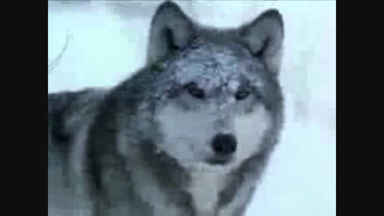 Wolf Tribute - Running Up That Hill