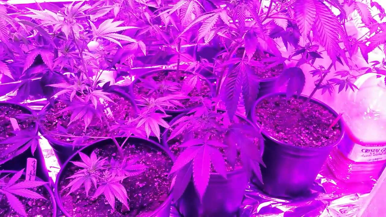 Mars hydro reflector 144 series ( indoor grow week 4 under LEDs)