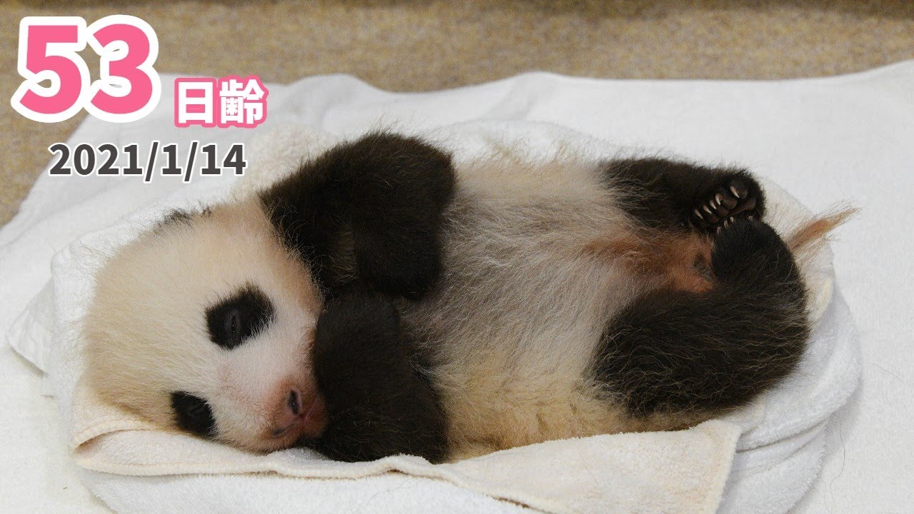 【パンダの赤ちゃん】あくびの瞬間総集編☆（53日齢）