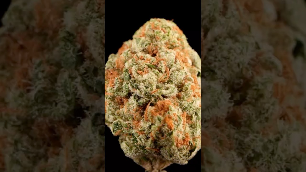 Tropical Guava: The Sleeper Exotic You NEED To Try #cannabisreview