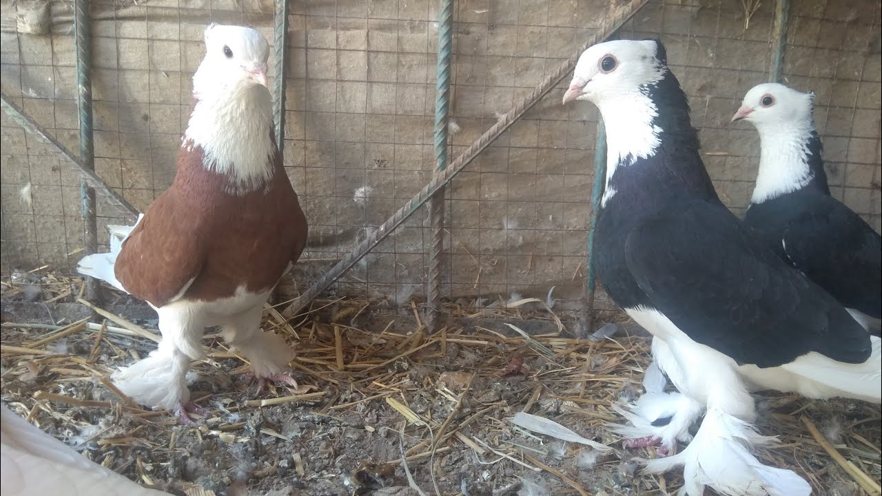 Кора Хакка кизил Хаккалар СОТИЛАДИ +998994880958  943839797 Kabootar bazi, pigeon, pigeons,