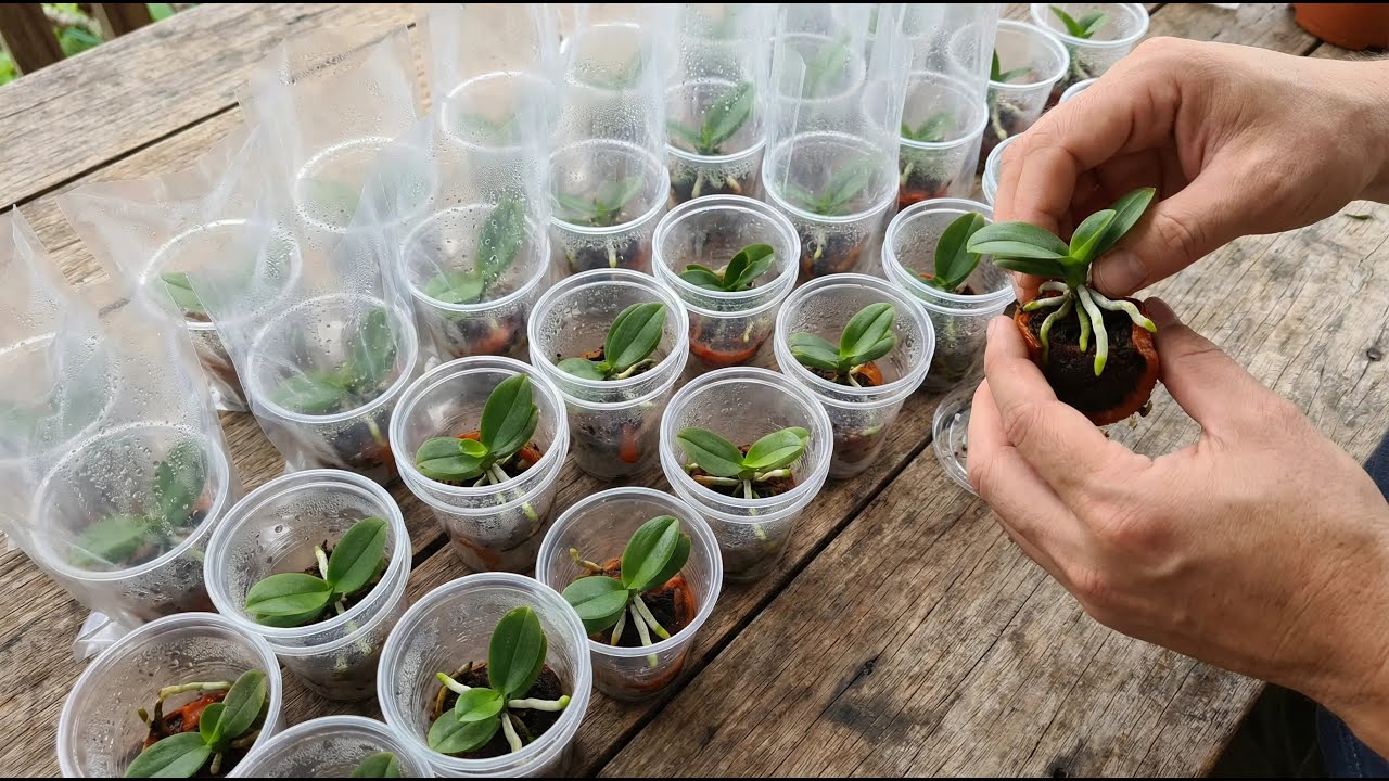 Just tomatoes! You can easily propagate thousands of orchids at home.