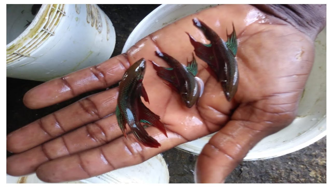 Bettas androides color lagunero ,Busca cuarto o disfrazado ,Hijo de los bonitillo#EnrriqueBettasRD#