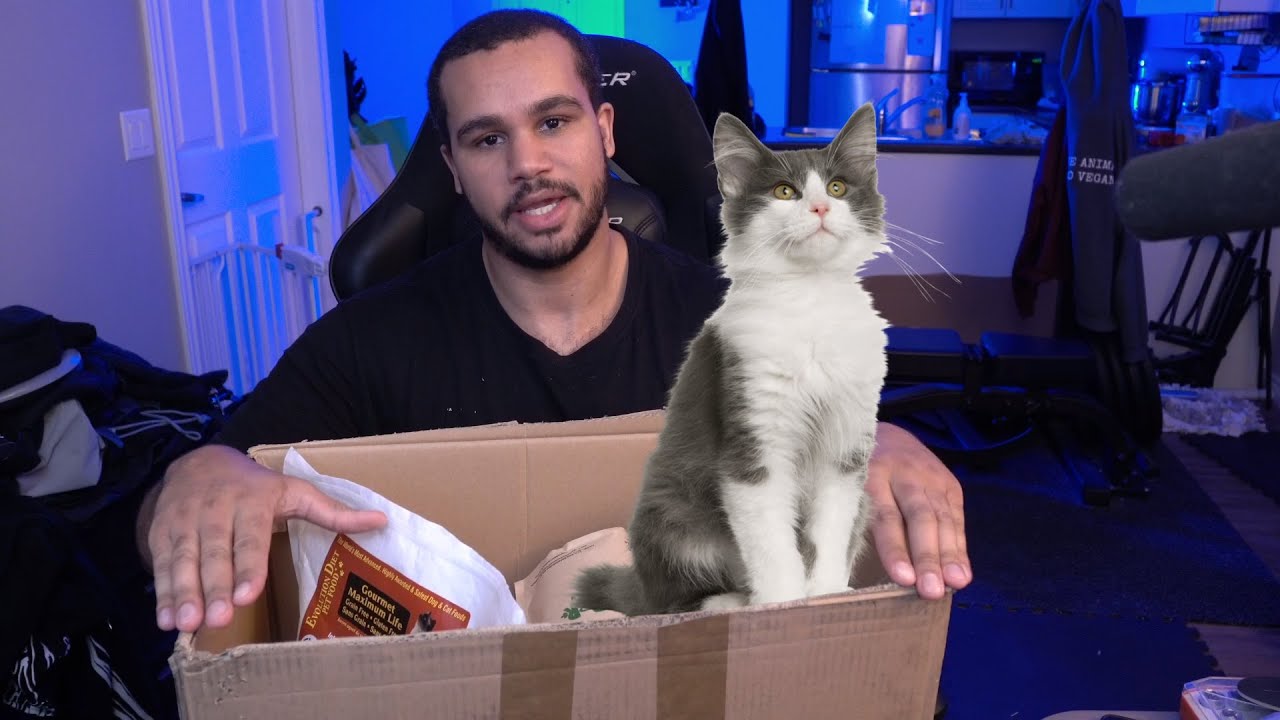How I Feed My Cat a Vegan Diet