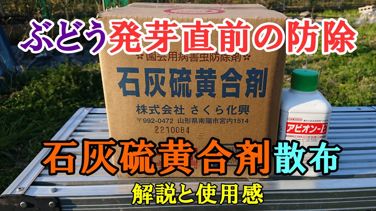 ぶどう発芽直前の防除　石灰硫黄合剤散布についての解説と使用感