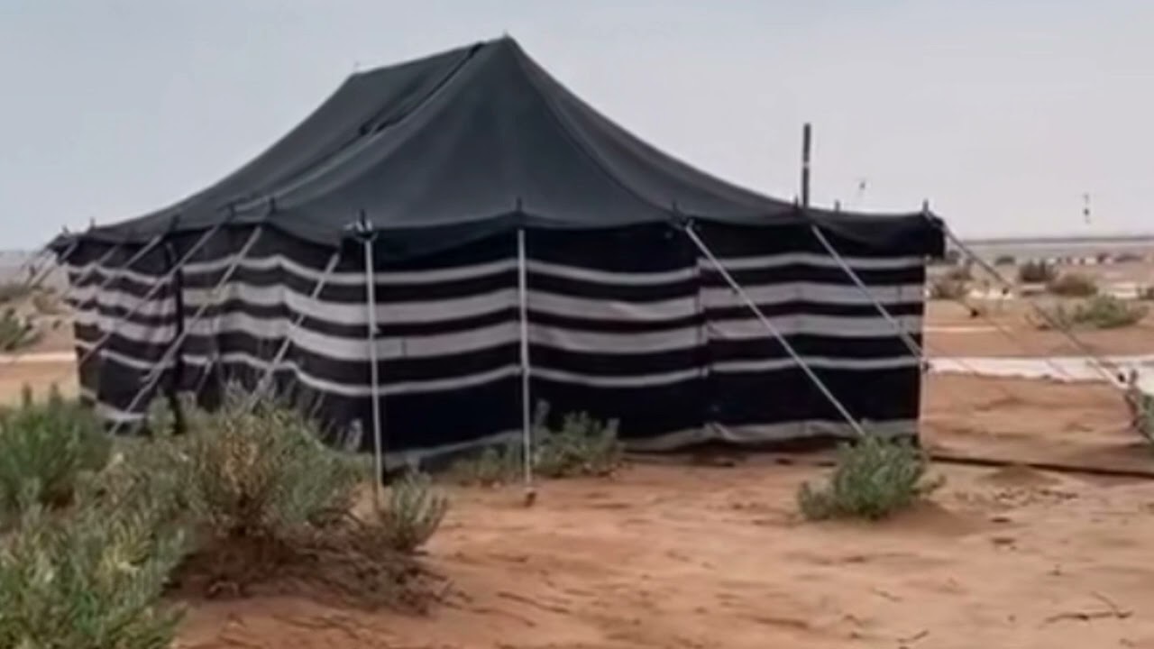 سالفة راعي الإبل مع الشايب المغرز 