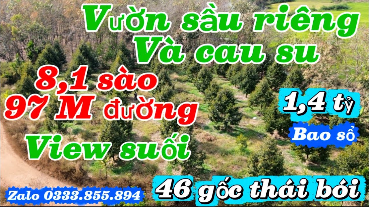 46 gốc sầu riêng thu 350 gốc cau su thu 97 m đường lên nhựa 140 m suối mà giá chỉ 1,4 tỷ bao sổ
