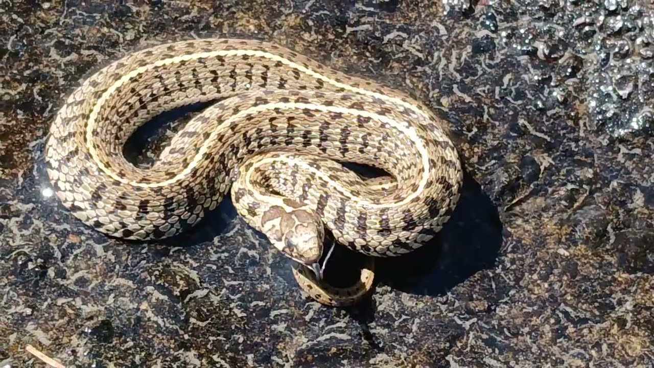 Por poco y termino mordido por una serpiente