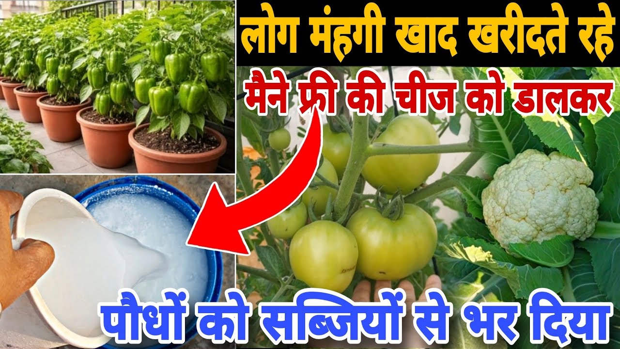 लोग महंगी खाद खरीदते रहे, मैने फ्री की चीज को डालकर पौधो को सब्जियों से भर दिया | Chat per Gardening