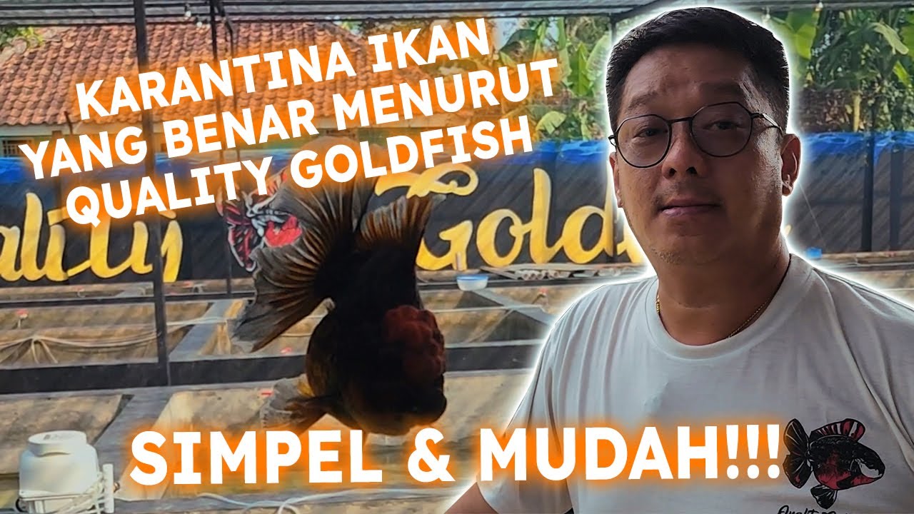KARANTINA IKAN KOKI YANG BAIK DAN BENAR MENURUT QUALITY GOLDFISH