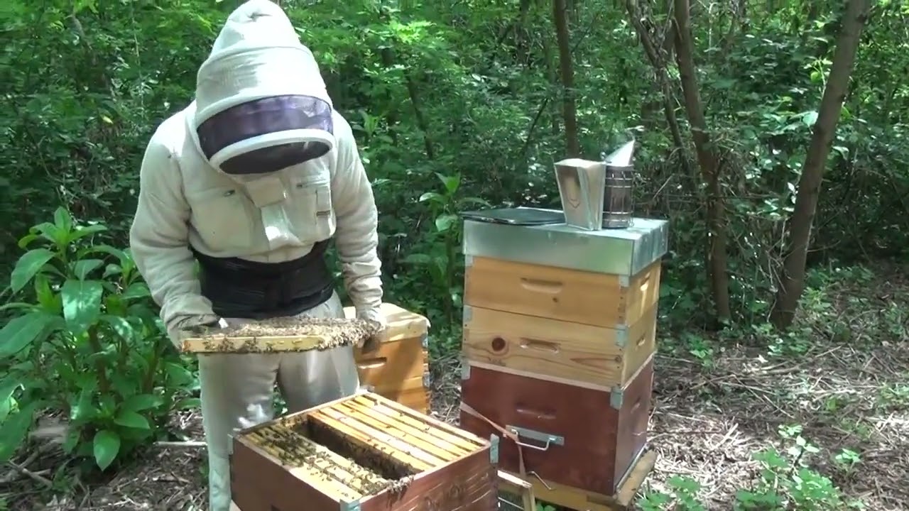 APICULTURE. E19 Pose des chasses-abeilles pour la récolte + bonus. |Production du miel d'Acacia