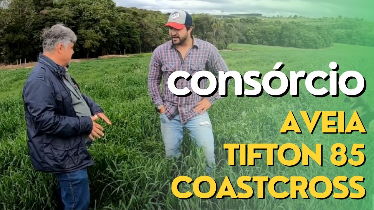 Oat Planting Intercropped With Tifton 85/Coastcross. Episode #027