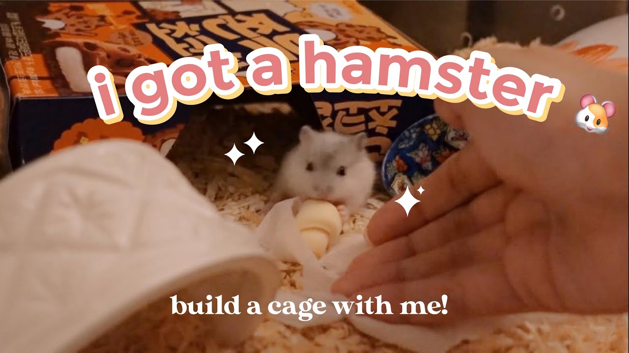 GETTING A HAMSTER 🐹 | peliharaan baru lucu bangett!! Hamster dwarf winter white