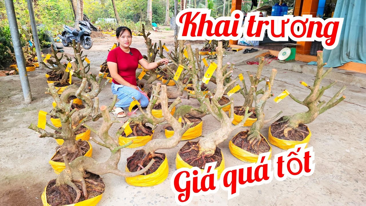 Em Dung 📲O335O49884 khai trương giá tốt 4/3 phôi mai giảo Thủ Đức (@Maivàng Quê dừa)