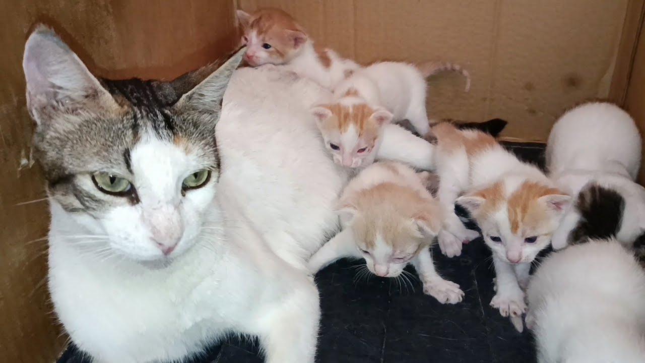 Mother cat with her six kittens who opened their innocent eyes
