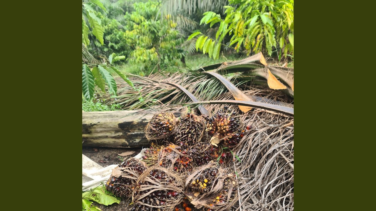 Kopi dan Malam